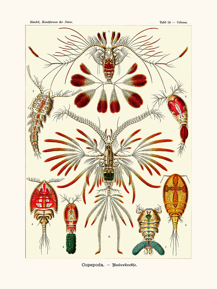 Copepoda d'Ernst Haeckel