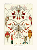 Copepoda