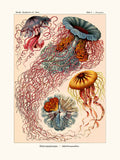 Discomedusae