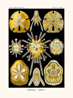 Echinidea