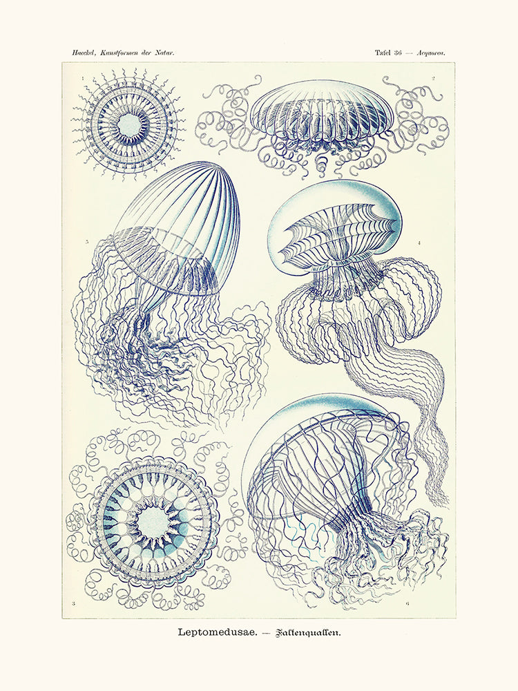 Leptomedusae d'Ernst Haeckel