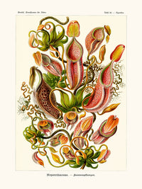 Nepenthaceae d'Ernst Haeckel