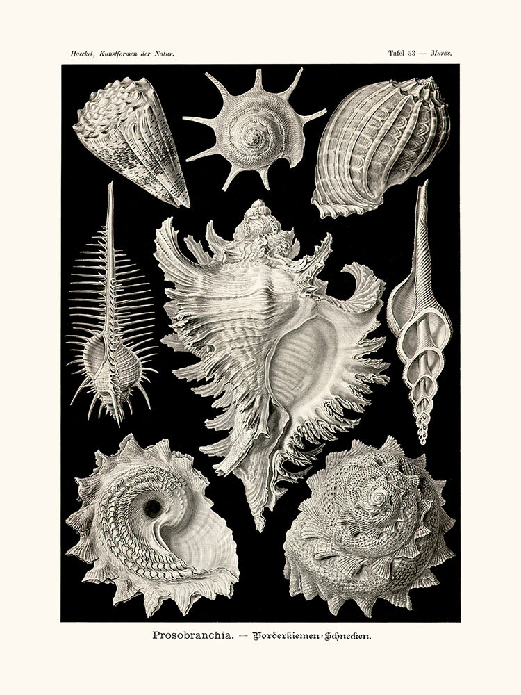 Prosobranchia d'Ernst Haeckel
