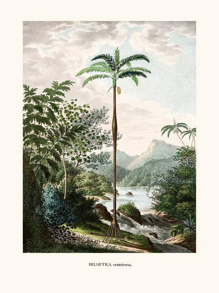 Iriartea ventricosa, Histoire naturelle des palmiers