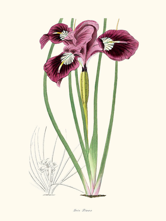 Iris Ténax