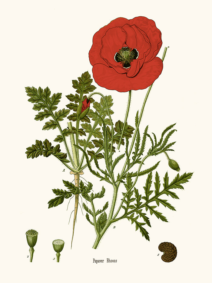 Coquelicot