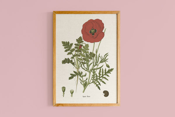 Copie de Coquelicot