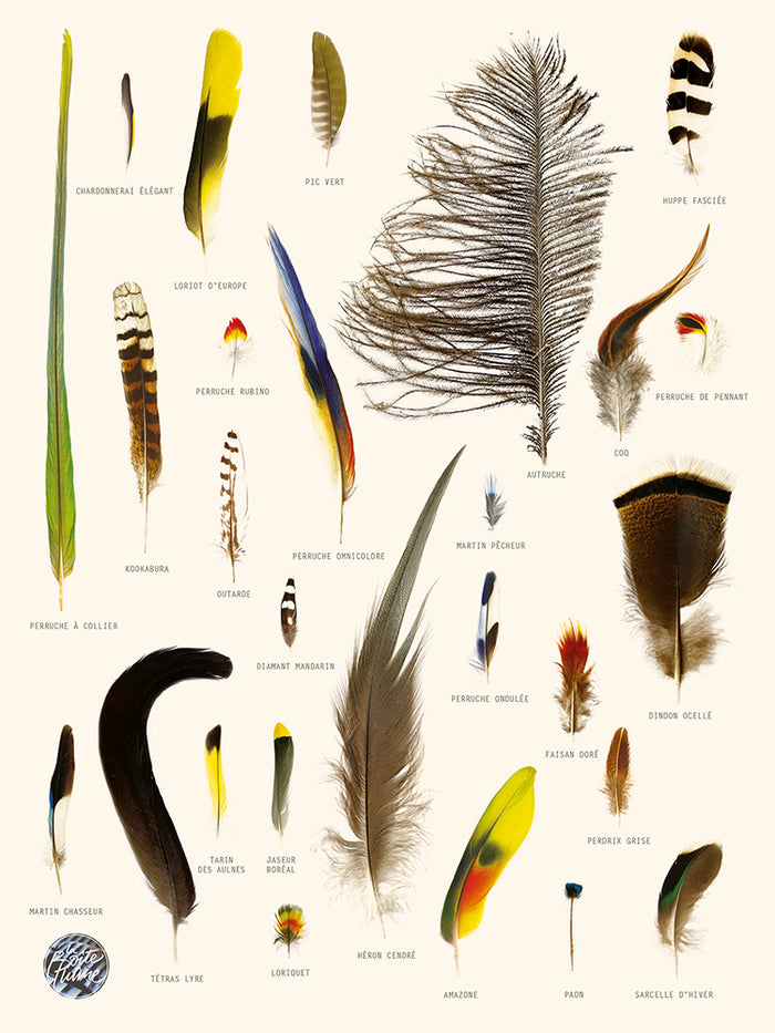 The Feather Box (Ostrich..)