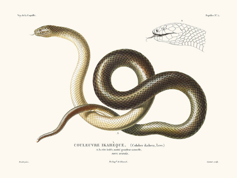 Serpiente - La Concha