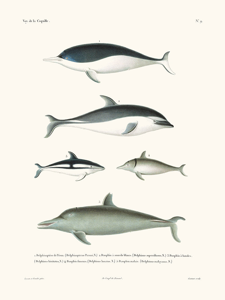 Delfines - La Concha