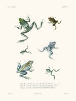 Frogs - The Shell