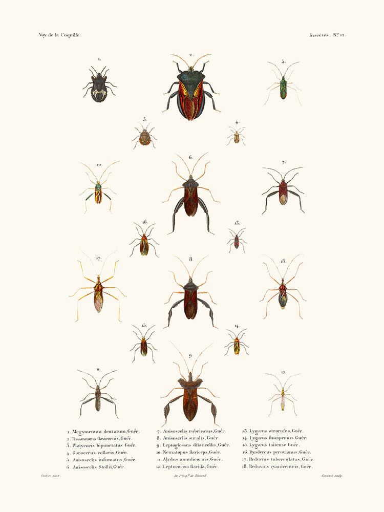 Insectos PL12 - La Concha