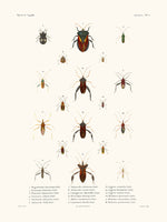 Insectes PL12 - La Coquille