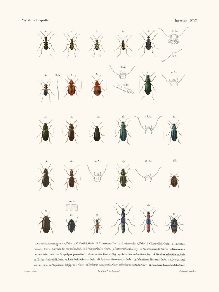 Insectes PL1 - La Coquille