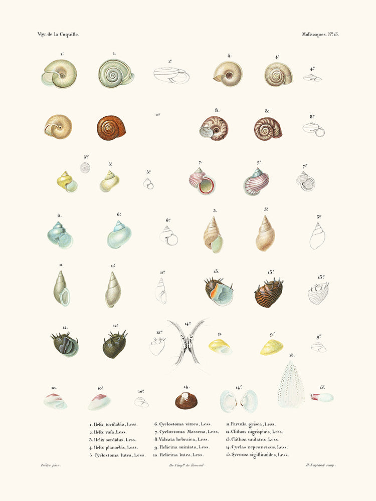 Mollusques PL13  - La Coquille