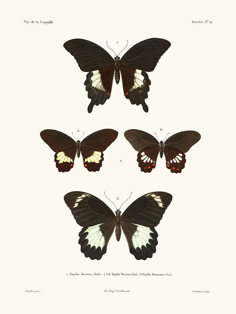 Butterflies - The Shell