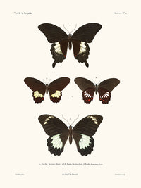 Papillons - La Coquille