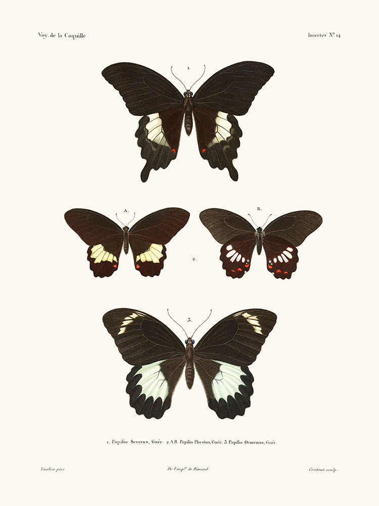 Papillons - La Coquille