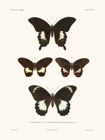 Papillons - La Coquille