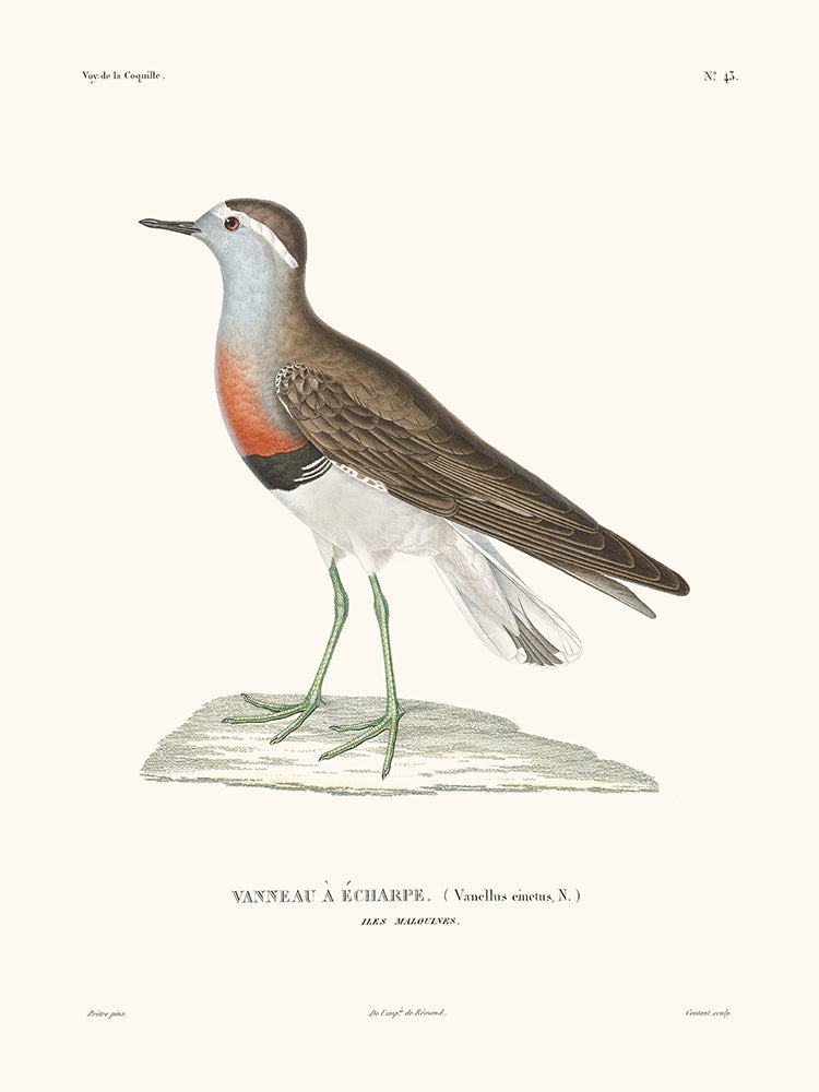 Lapwing - The Shell