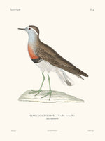 Vanneau - La Coquille