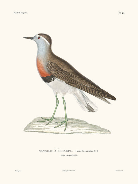 Vanneau - La Coquille