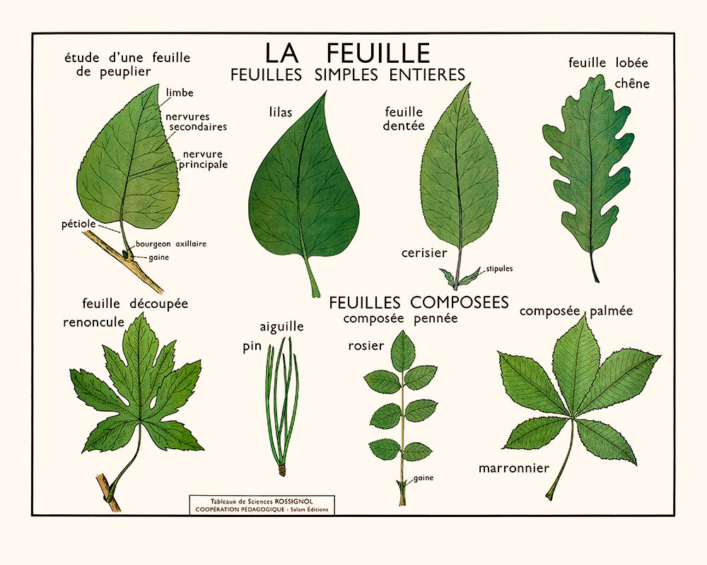 The leaf (simple)
