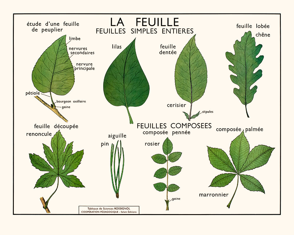 La feuille (Feuilles simples)