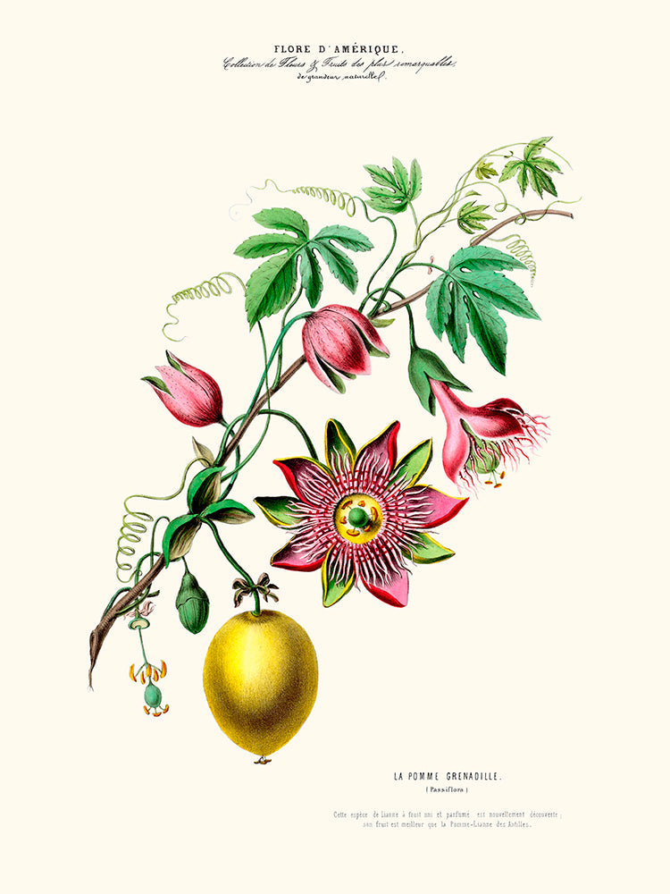 La pomme grenadille - Flore d'Amérique