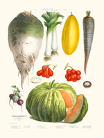 Légumes anciens Vilmorin N8 Citrouille