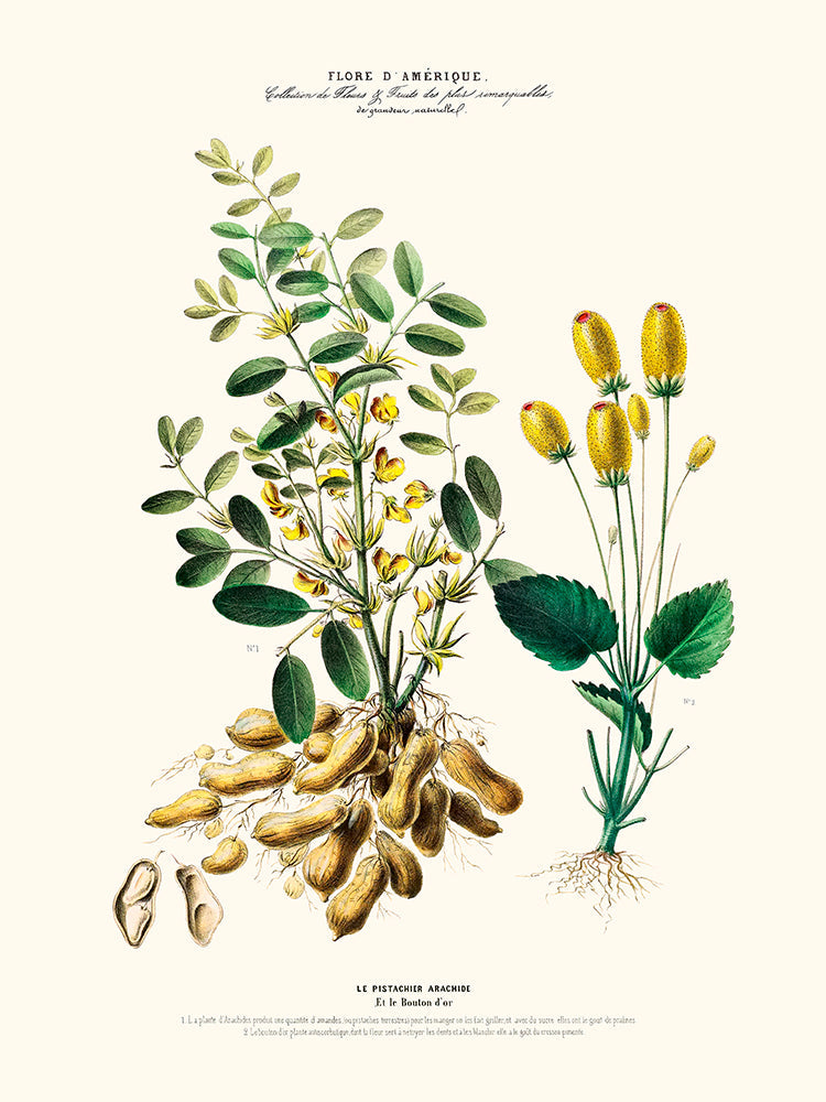 Le pistachier arachide - Flore d'Amérique