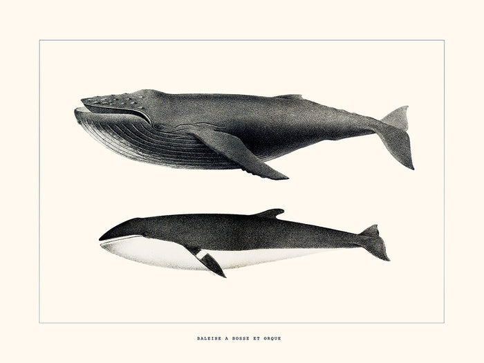 ballena jorobada y orca