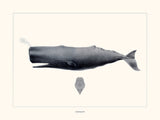 Sperm whale