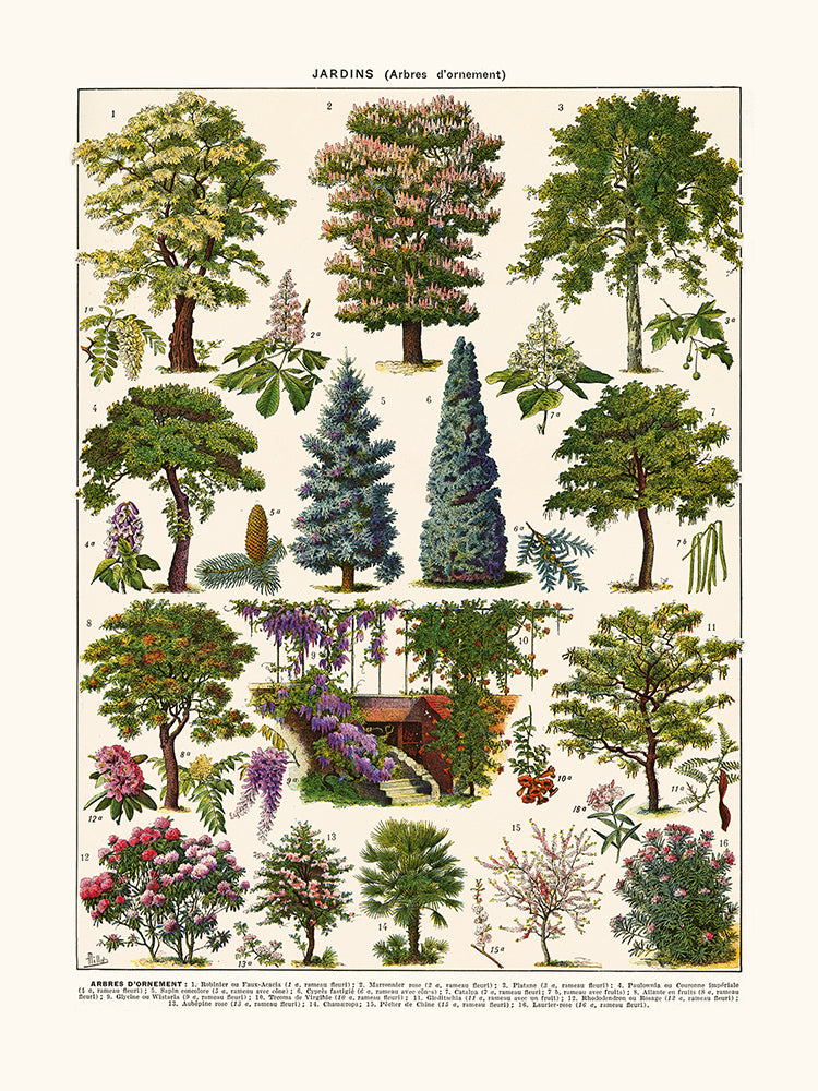 ornamental trees
