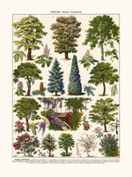 ornamental trees