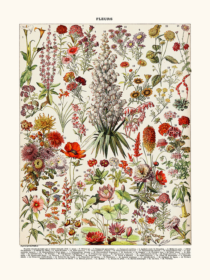 Fleurs vivaces