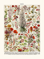 perennial flowers