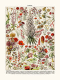 perennial flowers
