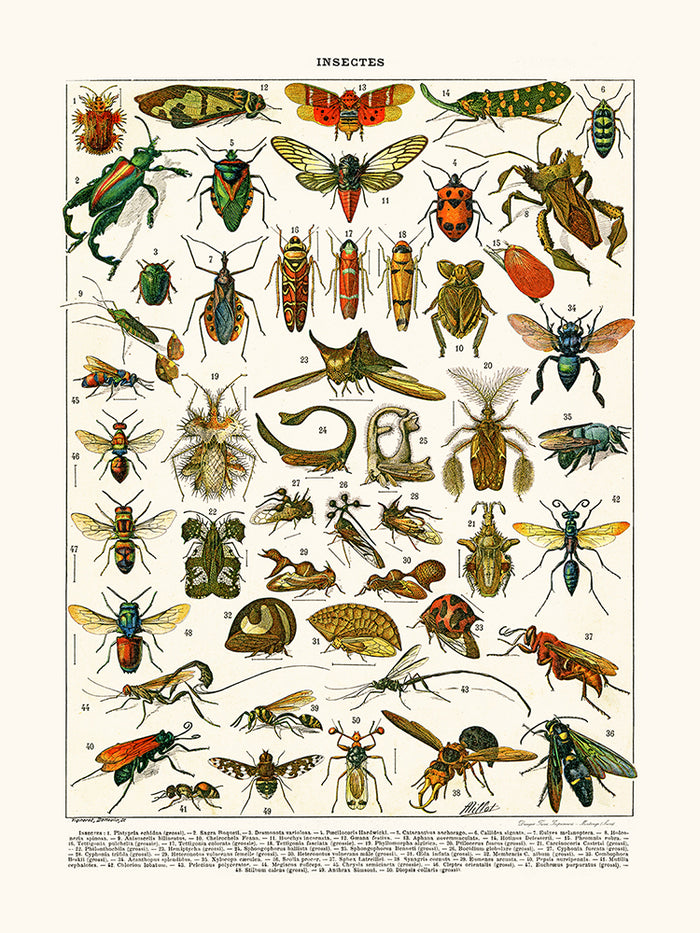 Platypria insects...