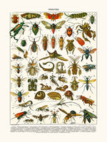 Platypria insects...