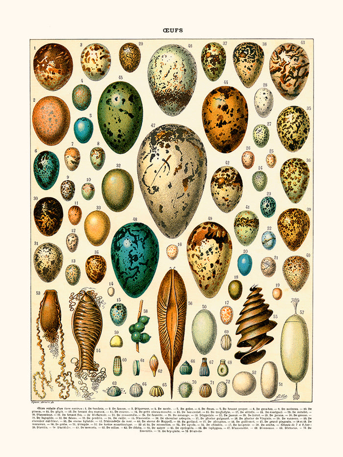 Eggs