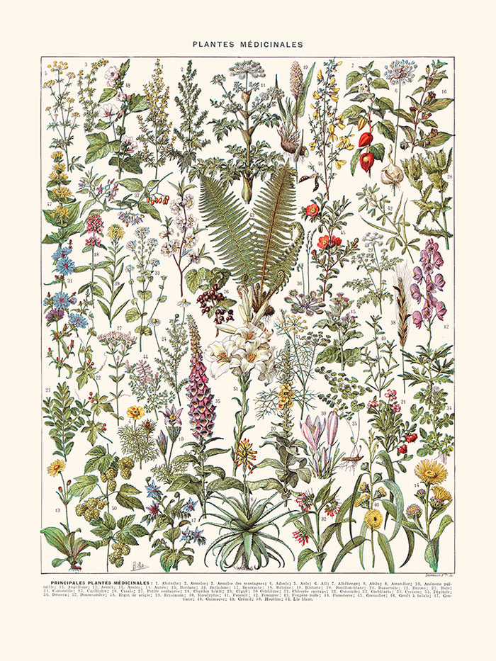 Medicinal plants (Absinthe..)