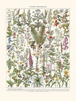Plantes medicinales (Absinthe..)