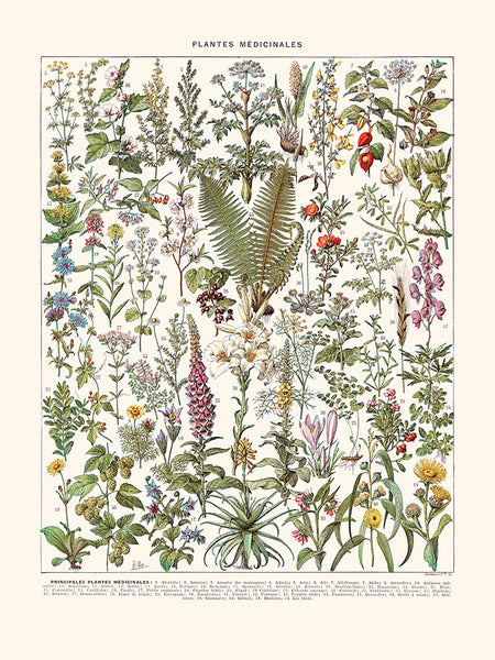 Plantes medicinales (Absinthe..)