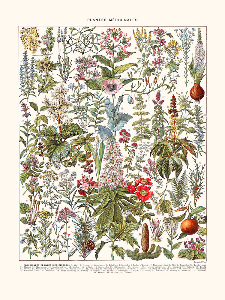 Medicinal plants (Gui..) – Cartes-gravures.com