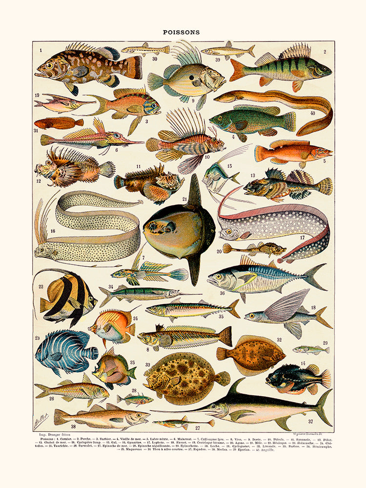 Millot, poissons Cernier