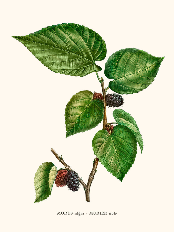 Mulberry