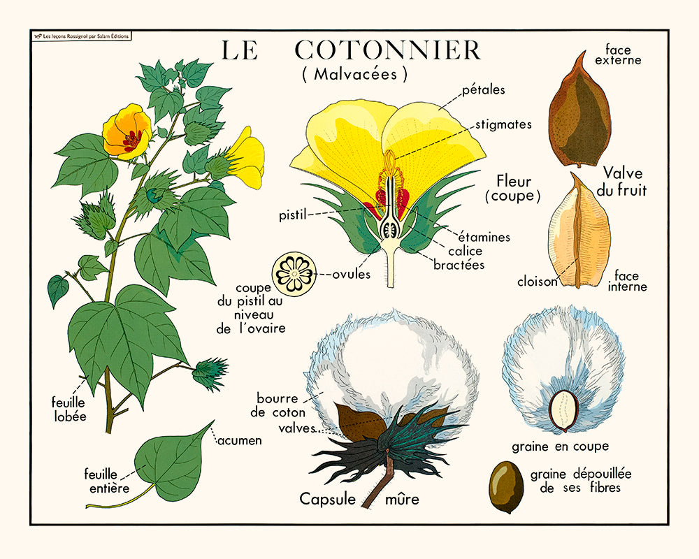 The cotton plant