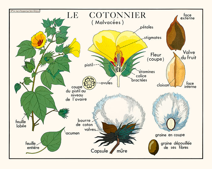 Le cotonier