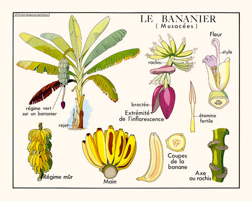 The banana tree